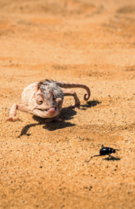 carte lézard matchy matchy